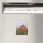 Aimant Éléphants indiens dans la prairie (In Situ (Lave-vaisselle))