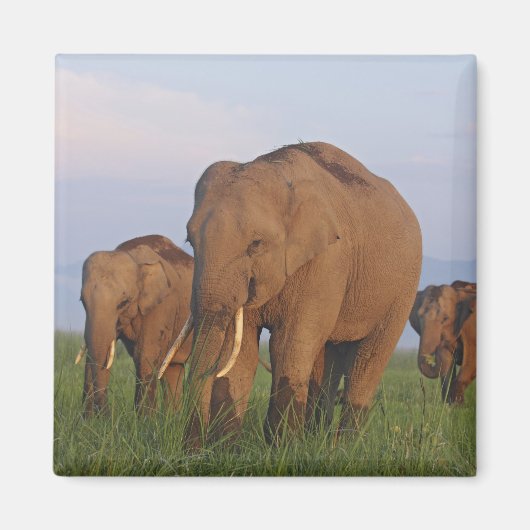 Aimant Éléphants indiens dans la prairie (Devant)