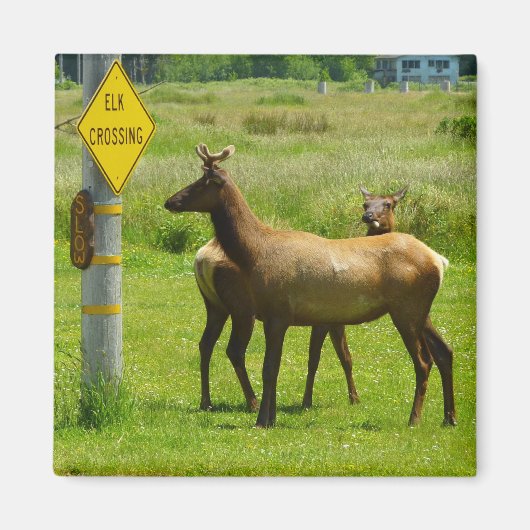Aimant Elk Crossing California Wildlife Photography (Devant)