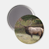 Aimant Elk dans le désert (Recto/Verso)