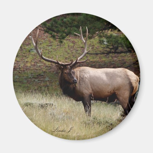 Aimant Elk dans le désert (Devant)