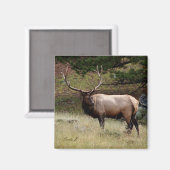 Aimant Elk dans le désert (Recto/Verso)