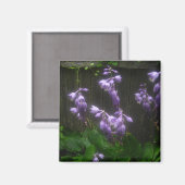 AIMANT ELLES D'HOSTE PURPLE (Recto/Verso)