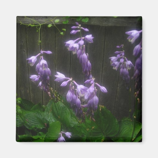 AIMANT ELLES D'HOSTE PURPLE (Devant)