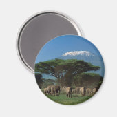 Aimant Elphants du Mont Kilimandjaro (Recto/Verso)