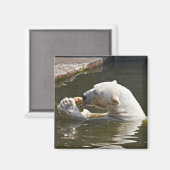 Aimant Emblème d'ours polaire mangeant des fruits (Recto/Verso)