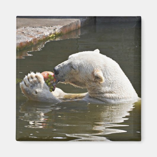 Aimant Emblème d'ours polaire mangeant des fruits (Devant)