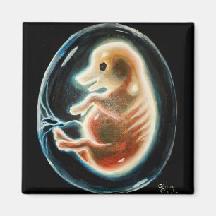 Aimant embryon de porc