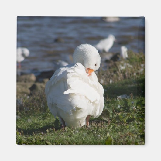 Aimant Emden Goose (Devant)