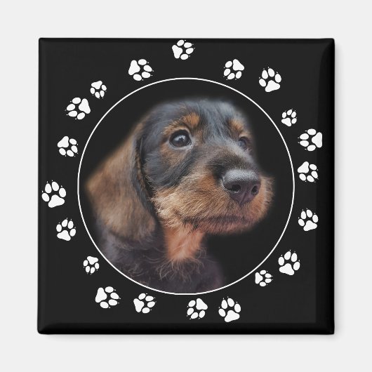 Aimant Empreintes de pattes de chiot Dachshund Wirehair (Devant)