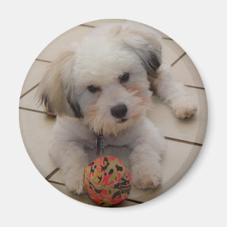 Aimant en coton de Tulear