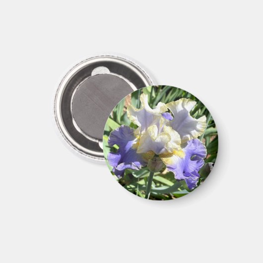 Aimant en Iris doré violet et blanc (Recto/Verso)