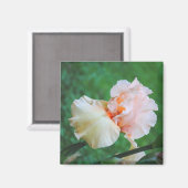 Aimant en Iris Pale Peach (Recto/Verso)