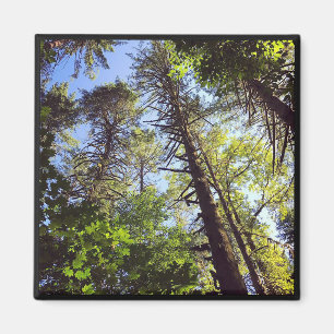 Aimant En regardant les arbres