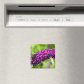 Aimant énergie de la sauterelle (In Situ (Lave-vaisselle))