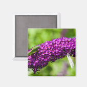 Aimant énergie katydone (Recto/Verso)