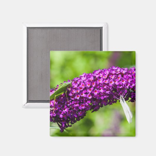 Aimant énergie katydone (Recto/Verso)