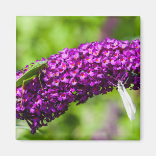 Aimant énergie katydone