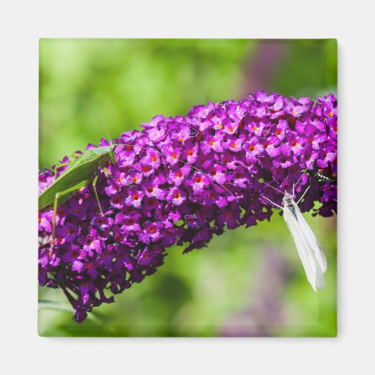 Aimant énergie katydone (Devant)