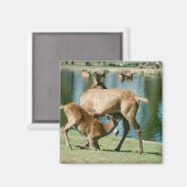 Aimant Enfant de cerfs rouges (Recto/Verso)