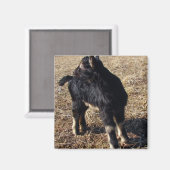 Aimant Enfant noir et tan (Recto/Verso)