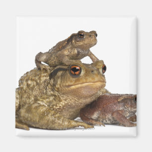 Aimant enfantez le crapaud commun et ses bébés - bufo d