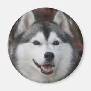 Aimant enroué de chien