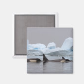 Aimant épaulards (orques), Orcinus orca, groupe (Recto/Verso)