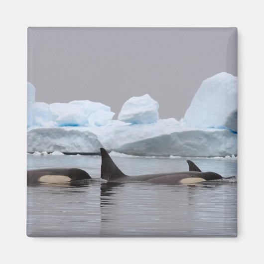 Aimant épaulards (orques), Orcinus orca, groupe (Devant)