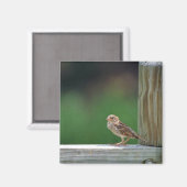 Aimant Épervier (Recto/Verso)