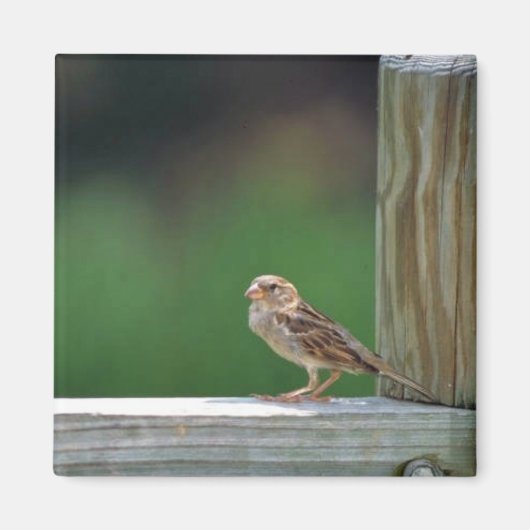 Aimant Épervier (Devant)