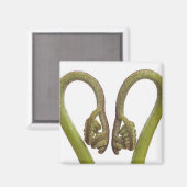 Aimant Épouses de fougères 2 (Recto/Verso)