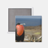 Aimant Equateur, Galapagos, île de Genovesa. Prince (Recto/Verso)