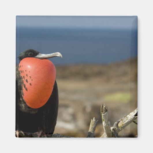 Aimant Equateur, Galapagos, île de Genovesa. Prince (Devant)