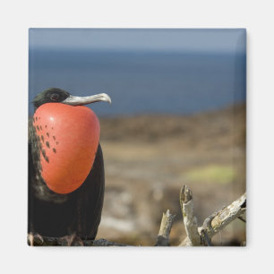 Aimant Équateur, Galapagos, Île Genovesa. Prince