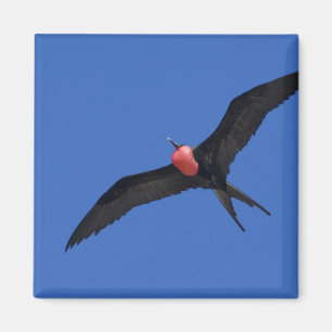 Aimant Equateur, Galapagos. L'île de Genovesa, connue sou