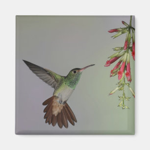 Aimant Equateur, Tandayapa Bird Lodge. À queue rousse