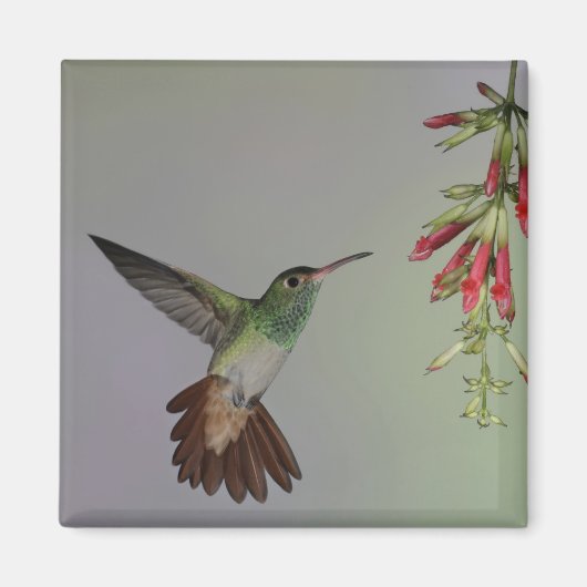 Aimant Équateur, Tandayapa Bird Lodge. Rufalé (Devant)