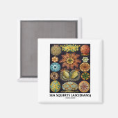 Aimant Equipes De Mer (Ascidiens - Artformes De La Nature (Recto/Verso)