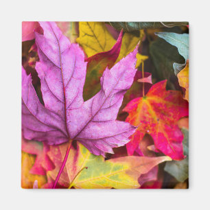 Aimant Érable d'automne feuille coloré nature d'automne