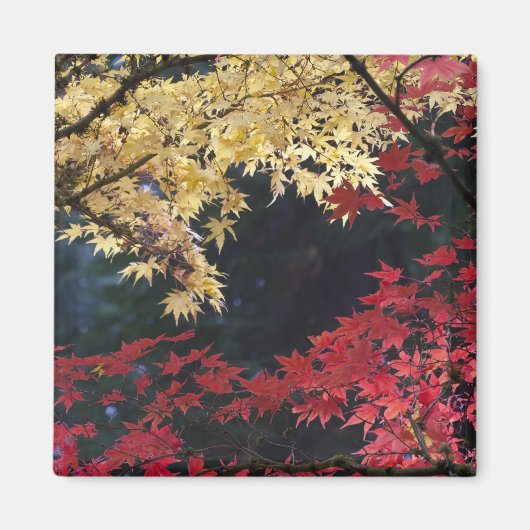Aimant Érables en couleur d'automne (Devant)