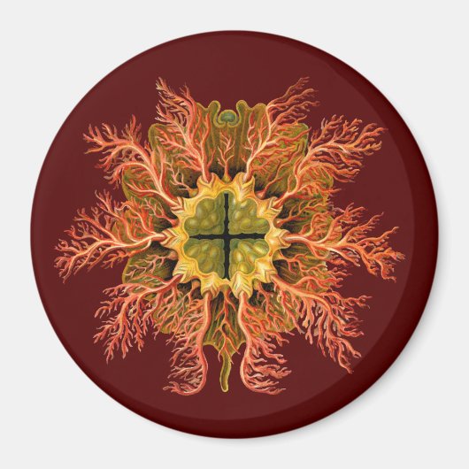 Aimant Ernst Haeckel (Devant)