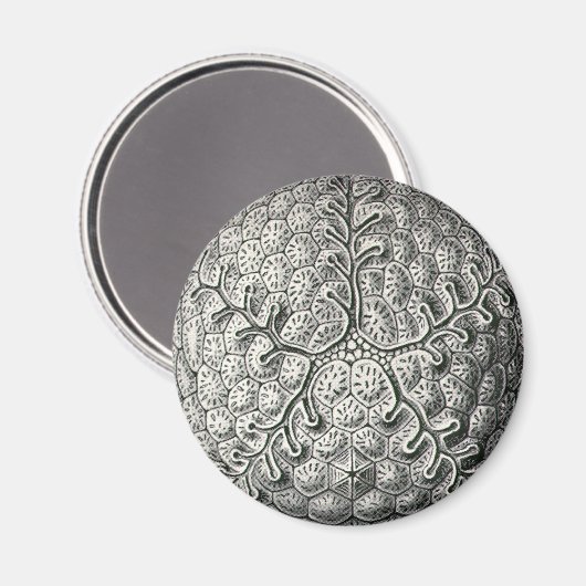 Aimant Ernst Haeckel (Recto/Verso)