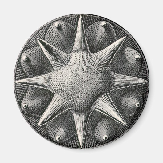 Aimant Ernst Haeckel (Devant)