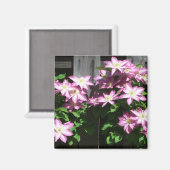 Aimant Escalade Clematis Fleurs de printemps violettes (Recto/Verso)