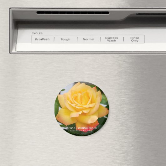 Aimant Escalade de Rosa (In Situ (Lave-vaisselle))