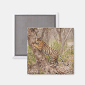 Aimant Escalade royale de Tigre du Bengale sur l'arbre (Recto/Verso)