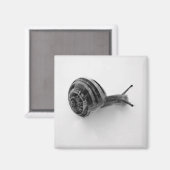 Aimant Escargot (Recto/Verso)