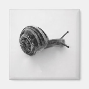 Aimant Escargot