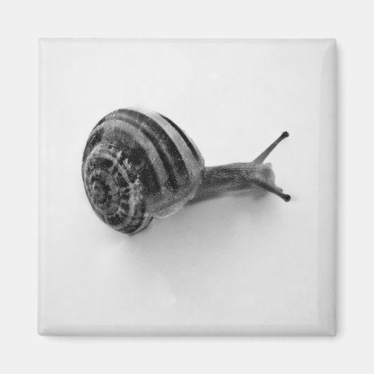 Aimant Escargot (Devant)